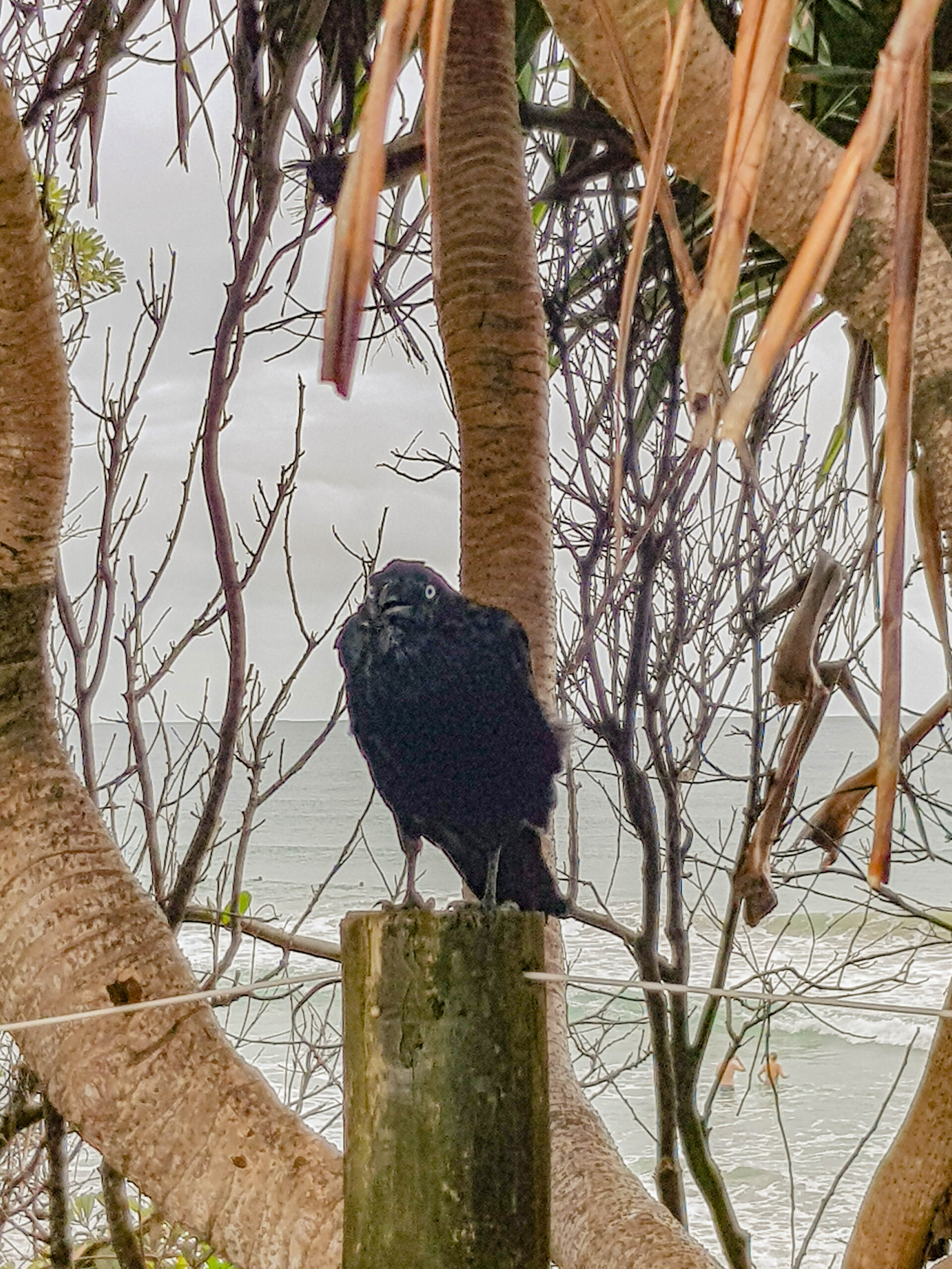 Crow on a post with the ocean in background