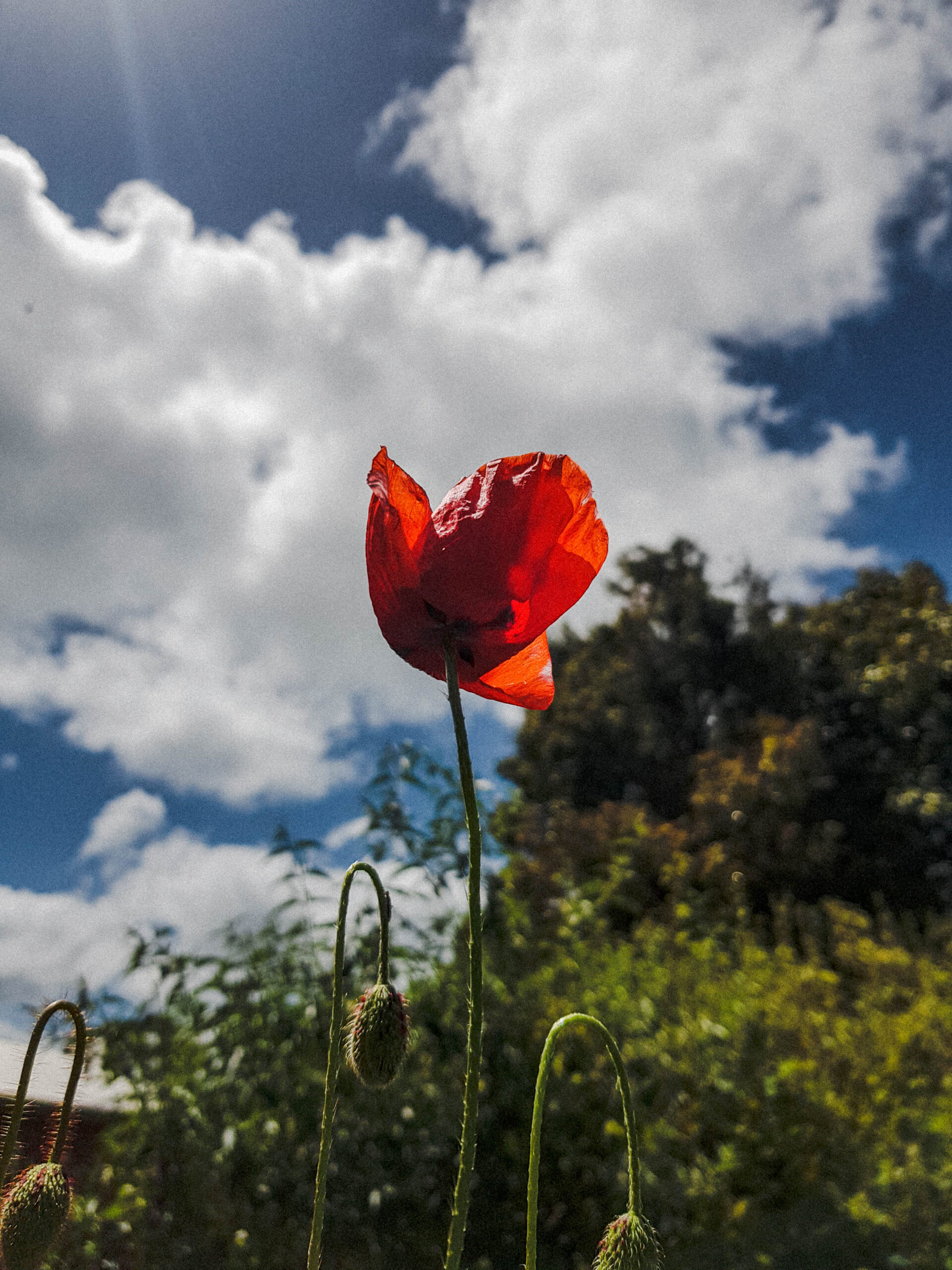poppy under the sunlight
