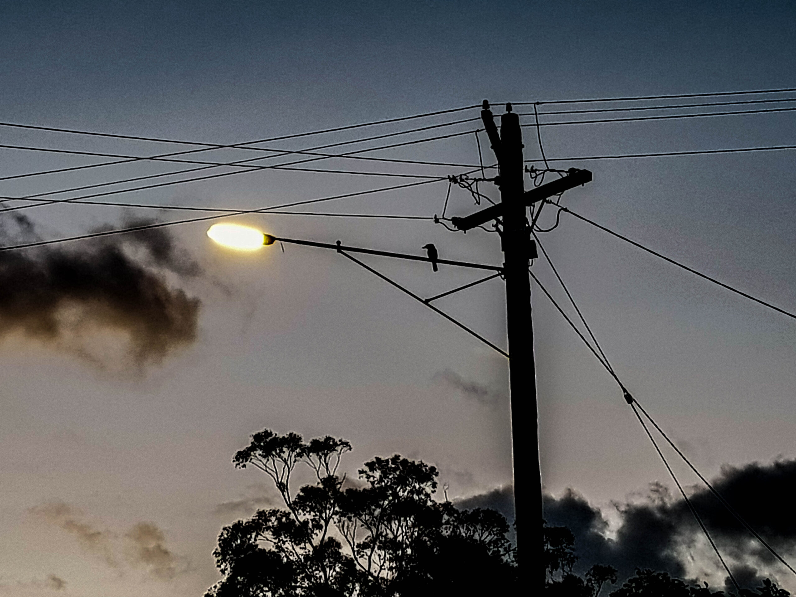Kookaburra on lamppost in chiaroscuro