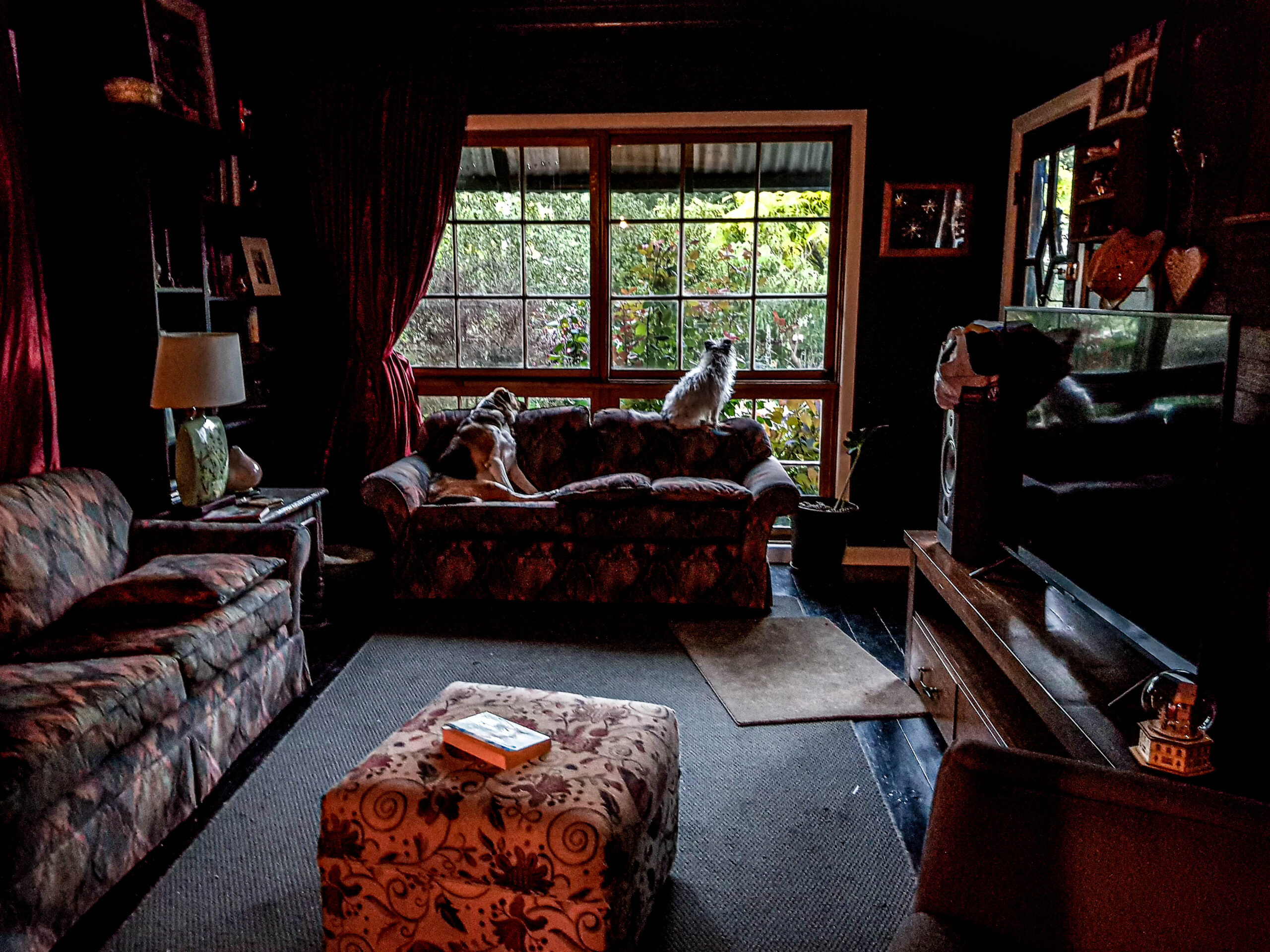 Two dogs on a couch looking through the window