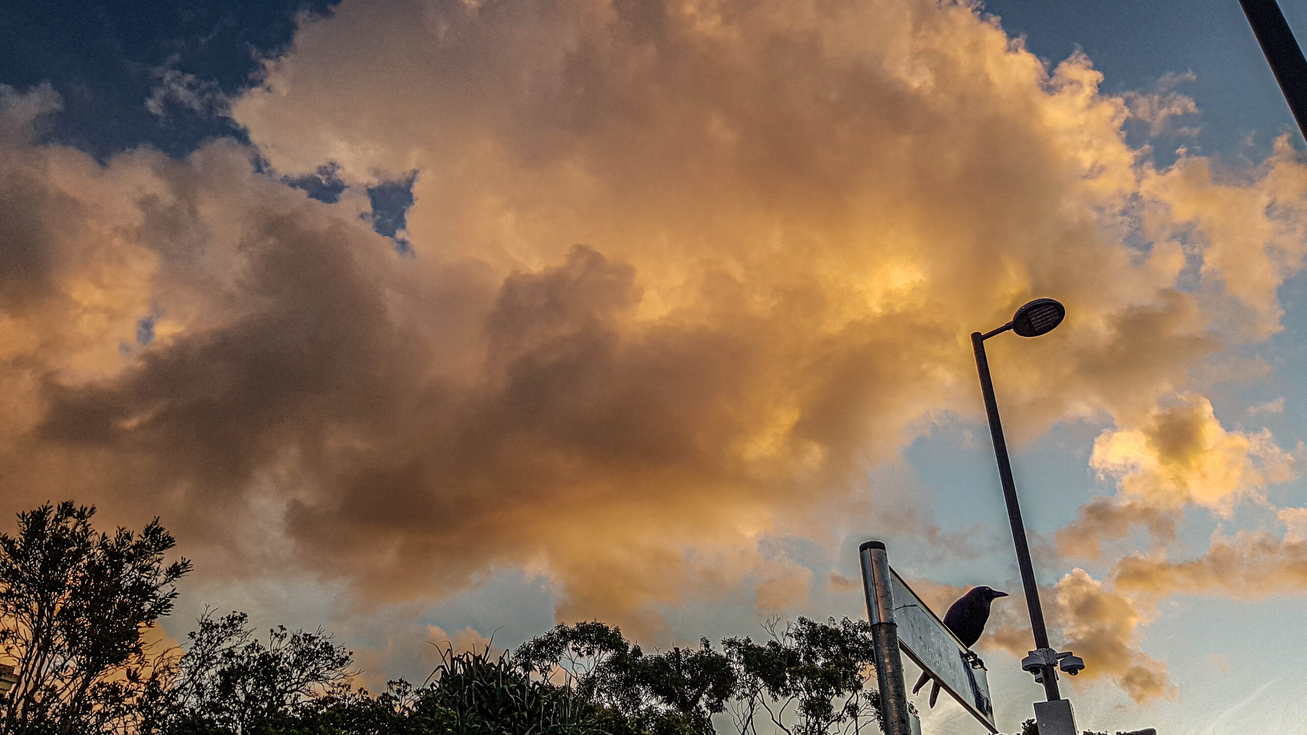Low angle view of a bird on a sign with the sky in the background
