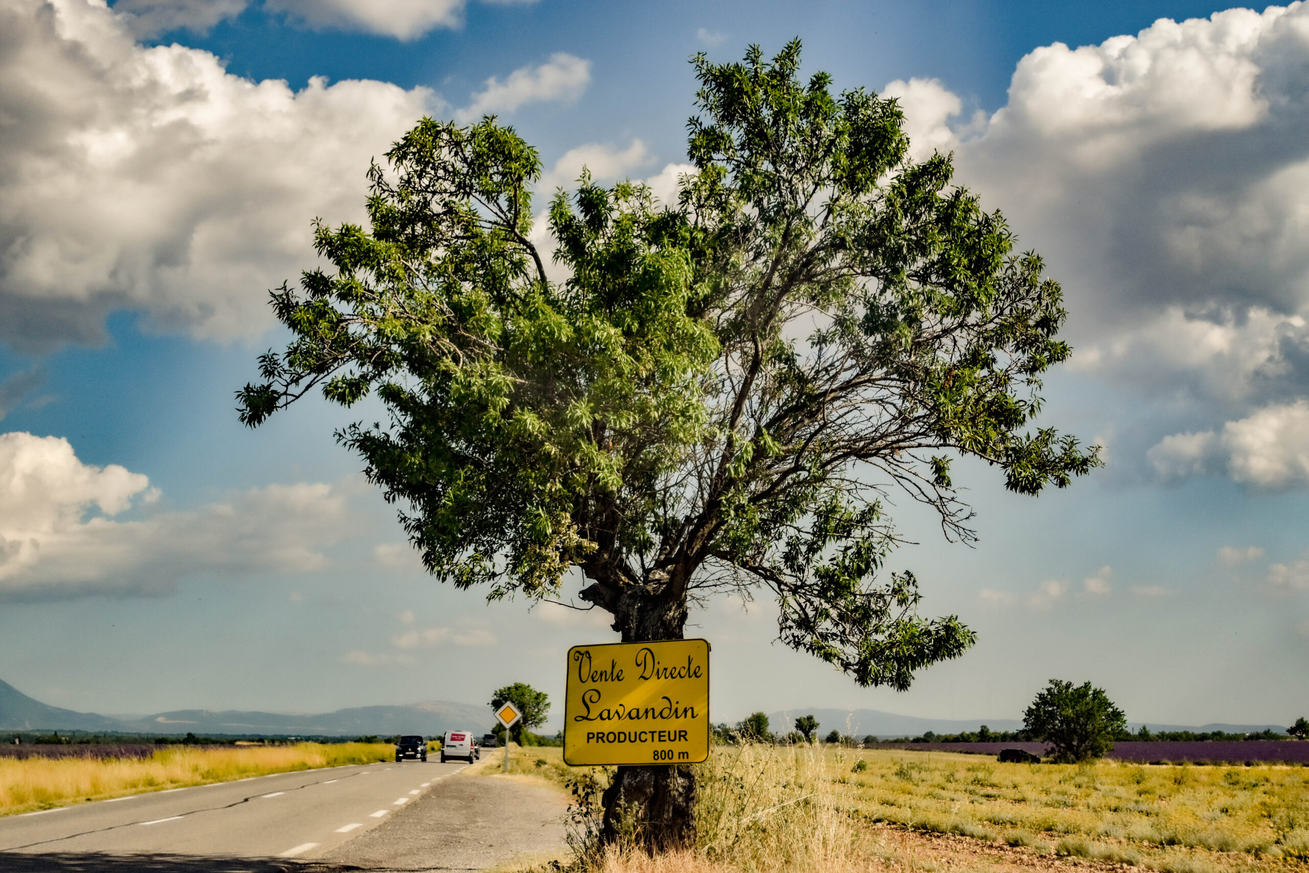 tree with a sign in front of a lavender field