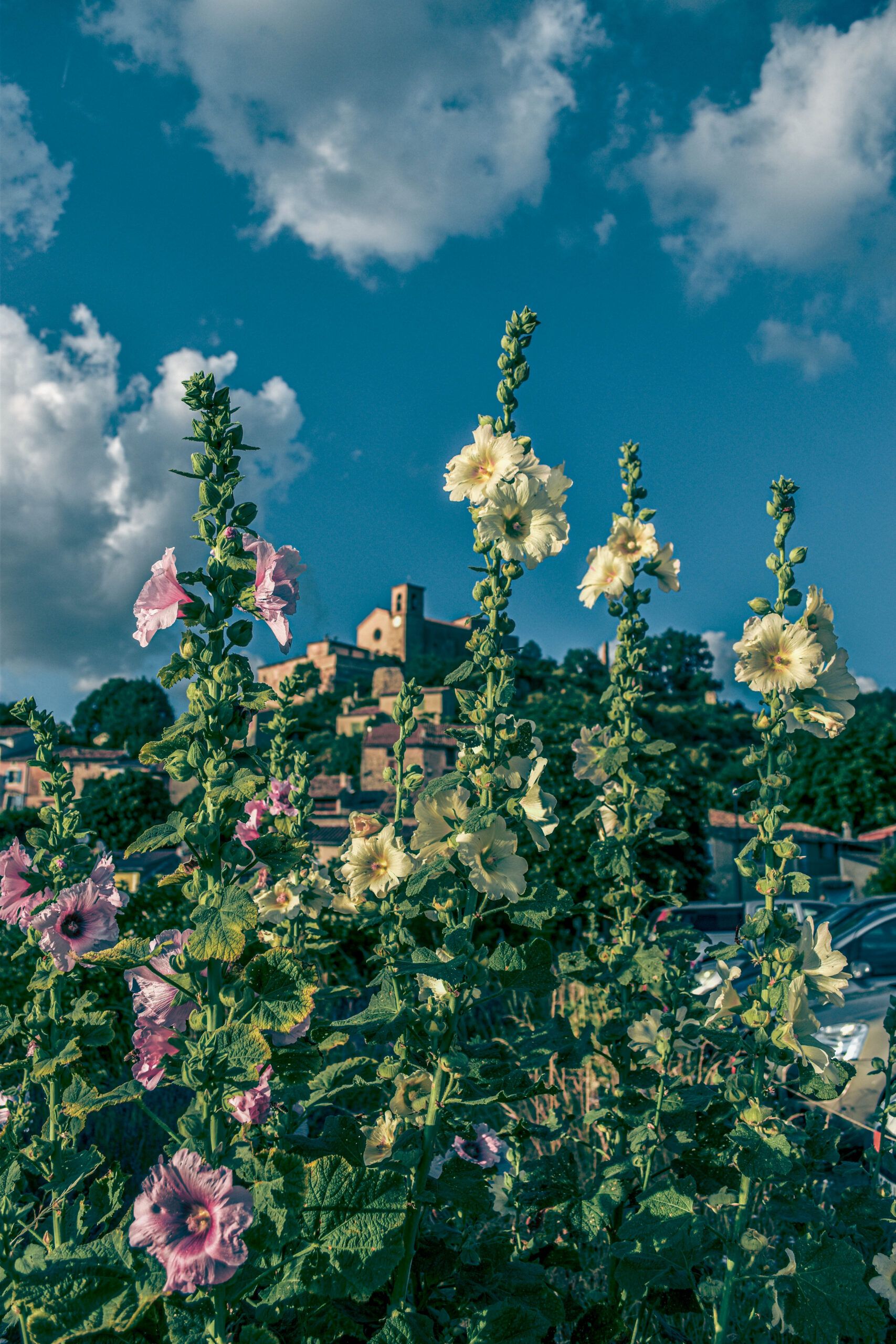 Flowers and french village in the background